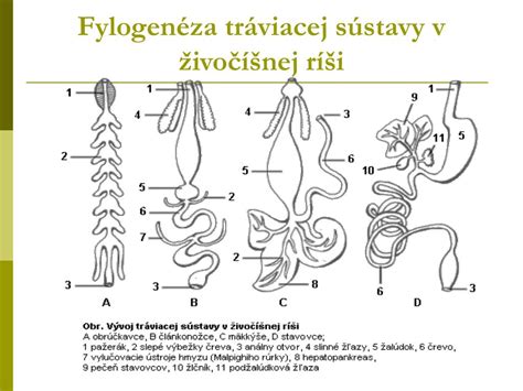 Porovnanie vonkajšieho a vnútorného oplodnenia v živočíšnej ríši