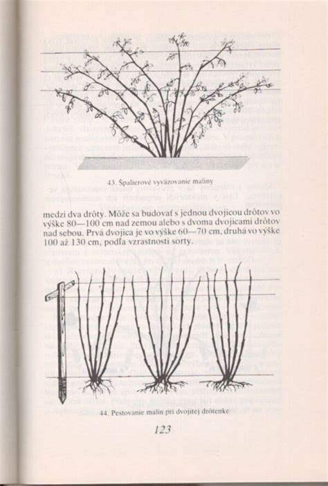 Ilustrácia bojnického systému pestovania drobného ovocia