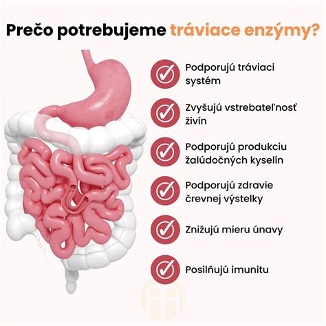 Grafické znázornenie tráviaceho traktu s vyznačenými miestami produkcie tráviacich enzýmov