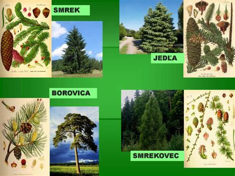Ilustrácia živočíchov typických pre lesy mierneho pásma