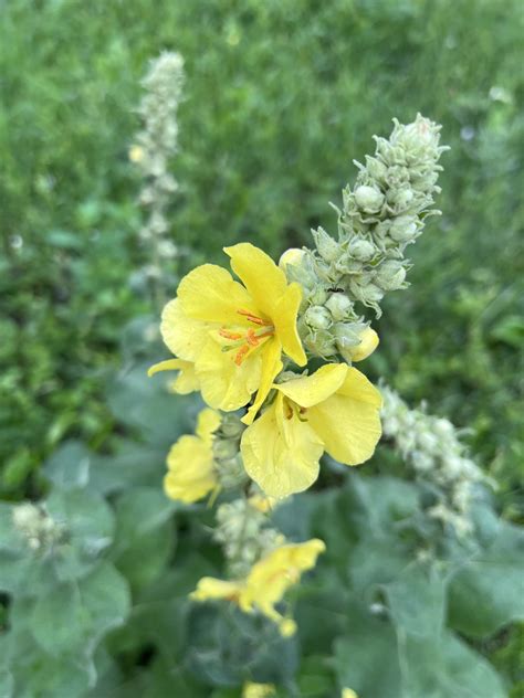 schematický nákres rastliny divozel veľkokvetý s popisom častí