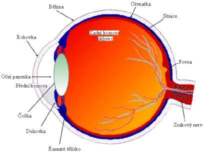 Schéma oka s vyznačenou oblasťou zrakového nervu a optického disku