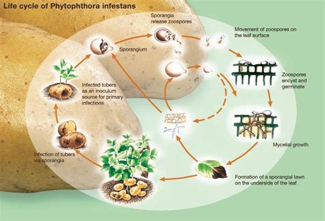 Schéma životného cyklu huby Phytophthora infestans a jej šírenia v poraste zemiakov
