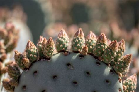 Detail veľkého tŕnistého kaktusu