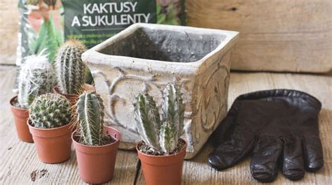 Kalendár so zvýraznenými jarnými mesiacmi pre presádzanie kaktusov