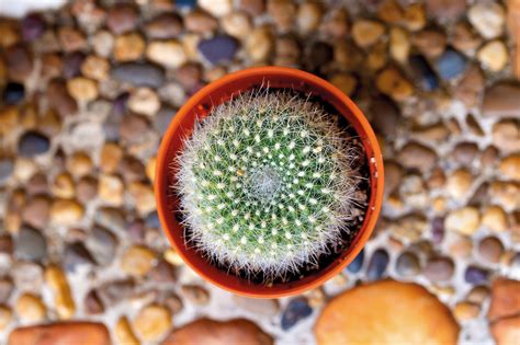 Ilustrácia procesu presádzania kaktusu do väčšieho kvetináča