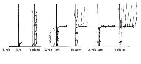 Detailní pohled na sazenici vinné révy s dobře vyvinutým kořenovým systémem