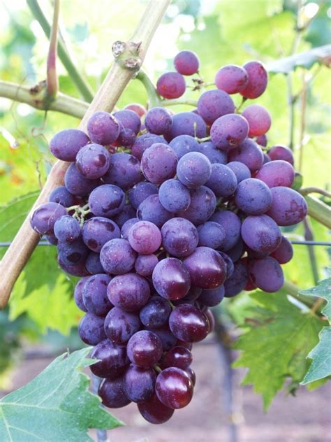 Sortiment balených sazenic vinné révy s etiketami odrůd