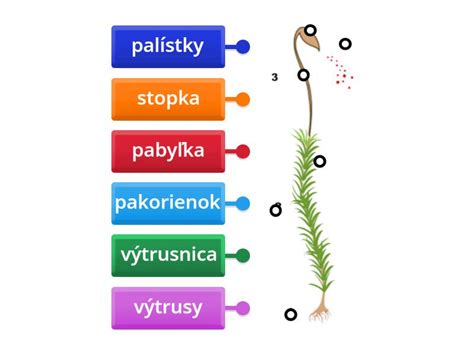 schematické znázornenie rastliny borievky s popisom častí