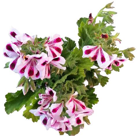 Muškát veľkokvetý (Pelargonium grandiflorum) na kmienku