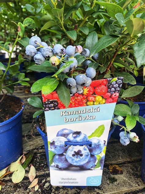 rôzne odrody čučoriedok