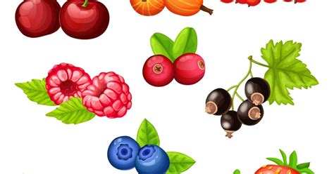 Ilustrácia rôznych druhov bobuľového ovocia ako maliny, černice, ríbezle