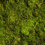 ilustračné foto: rôzne druhy machov v prírode