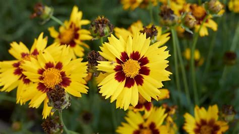 mach v skalke na slnečnom mieste