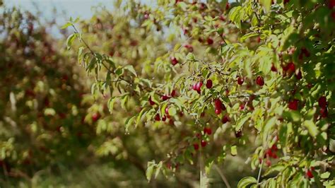 Drieň jedlý: Schematické zobrazenie rastliny s kvetmi a plodmi