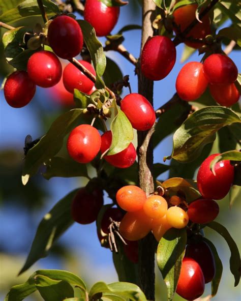 Odroda drieňa jedlého 'Kazanlak' s plodmi