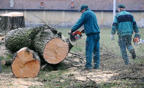 schéma: postup získavania povolenia na výrub stromu
