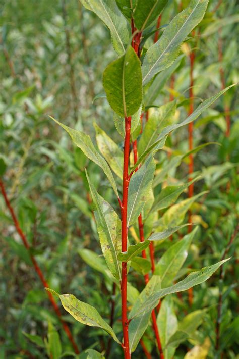 Detail pokrútených červených konárikov vŕby bielej ‘Britzensis’