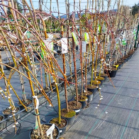 Previsnuté konáre vŕby rakytovej ‘Kilmarnock’