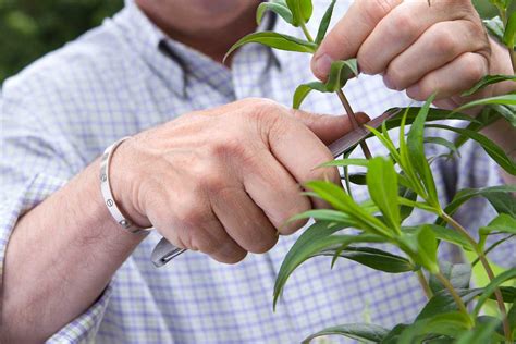 Ilustrácia správneho odrezania konárika na rozmnožovanie vŕby