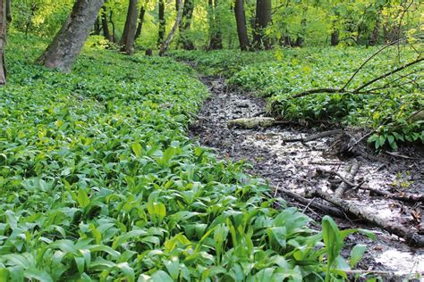 Medvedí cesnak v kulinárstve - pesto