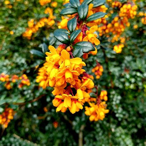 Detail kvetov Berberis darwinii