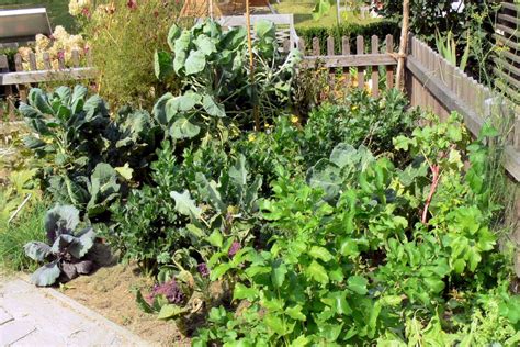 Zeleninové záhony vo fóliovníku s rôznymi druhmi rastlín