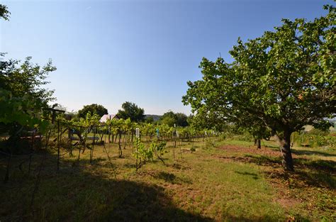 Figovník rastúci na slnečnom južnom svahu pri kamennom múre