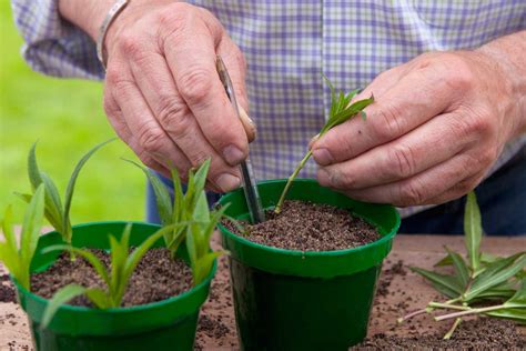 Infografika znázorňujúca proces zakoreňovania odrezkov v kvetináči pod plastovým krytom.
