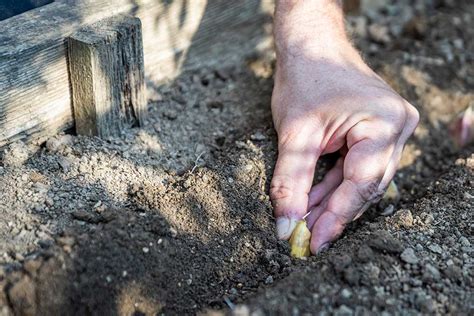 správne zasadené strúčiky cesnaku v riadku