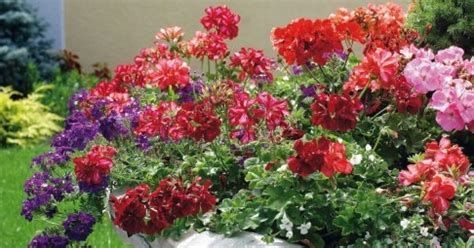 Ilustračné foto rôznych druhov a farieb klinčekov v záhradnom prostredí.