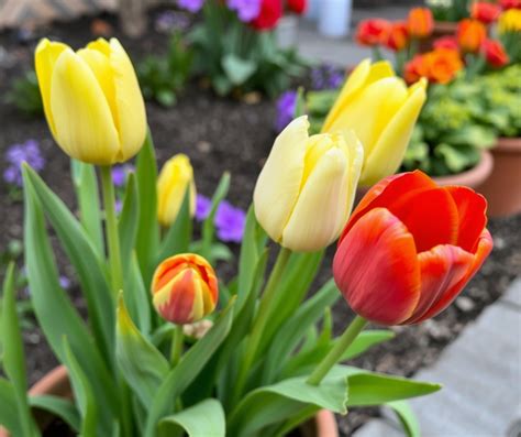Ilustračná fotografia rôznych odrôd tulipánov v záhrade