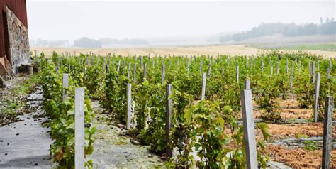 Foto: Vinohradníctvo Blaxsta vo Švédsku