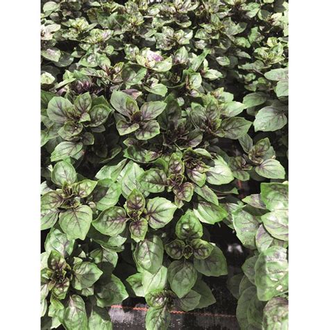 rôzne druhy bazalky s rôznou farbou listov a kvetov