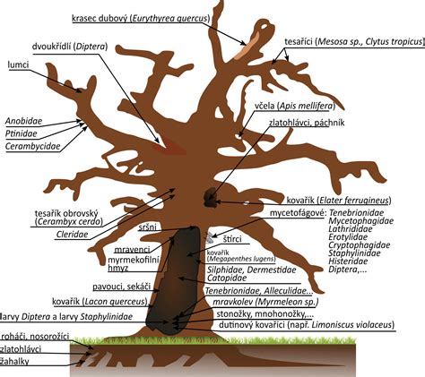 Majestátny strom s rozložitou korunou a previsnutými konármi