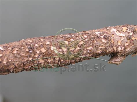 Detailná fotografia tillandsie upevnenej na kôre stromu s názorným návodom na rosenie.