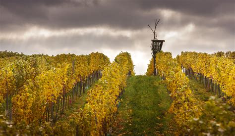 Tematické foto vinohradu s viničom