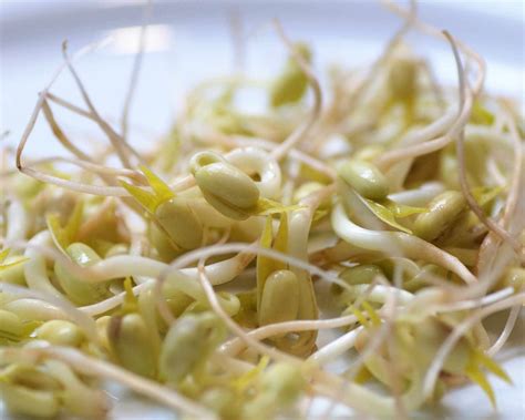 fotografia rastliny mungo fazule s luskami