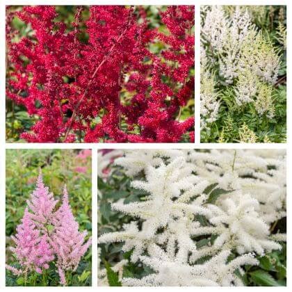 Rôzne farebné odrody astilby v záhradnom záhone