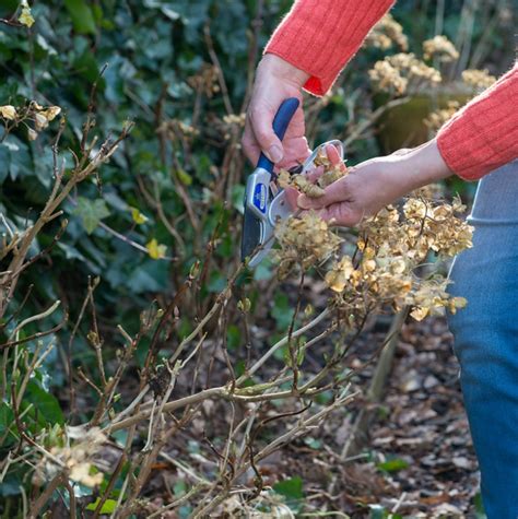 Schéma prípravy odrezku hortenzie (odstránenie listov, skrátenie, rez)