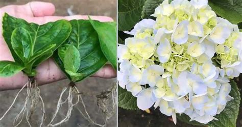 Fotografia zakoreňujúcich sa odrezkov hortenzie pod mini-skleníkom