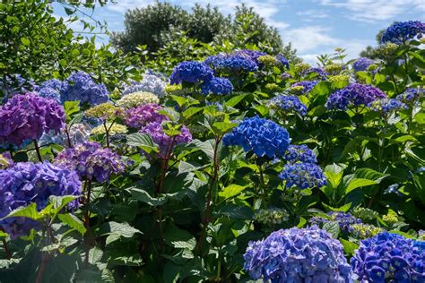 Ilustrácia delenia materského kríka hortenzie