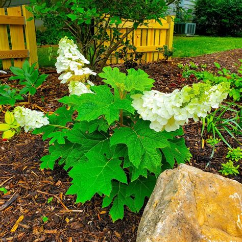Zakoreňovanie listov hortenzie s paradajkou/banánom alebo vo vode