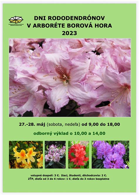 Obrázok kvitnúcich rododendrónov a čučoriedok