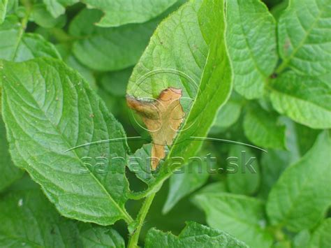 Ilustračná fotografia pásavky zemiakovej na liste zemiaka