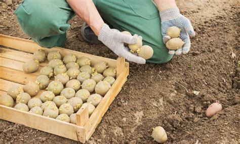 Ilustračná fotografia správne uskladnených zemiakov v drevenej debne
