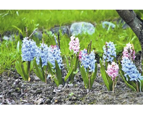 Detailný záber na kvitnúce hyacinty v rôznych farebných odtieňoch v záhradnom záhone.
