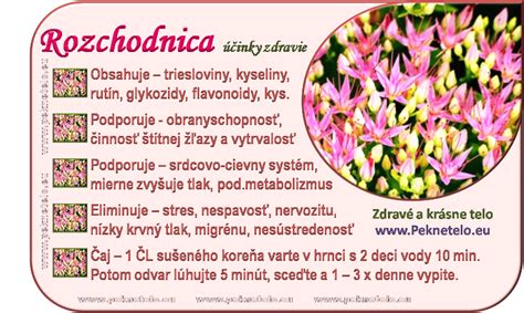 ilustračná fotografia rastliny rozchodnica ružová v horskom prostredí