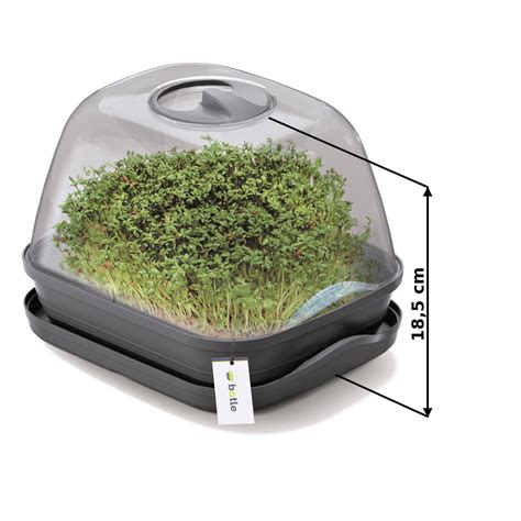 Fotografia: domáci miniskleník s vysiatymi semenami paliem na teplom mieste