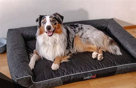 Tematické foto: pes ležiaci v čistom pelechu